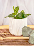 Mint Eucalyptus